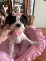 BIANCA, a female Morkie for sale in Winter Haven, FL – 3 of 10