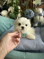 NICO, a male Maltese for sale in Winter Haven, FL – 3 of 10