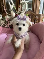 T - CUP JINNY, a female Morkie for sale in Winter Haven, FL – 6 of 10