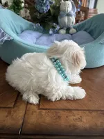 NICO, a male Maltese for sale in Winter Haven, FL – 5 of 10