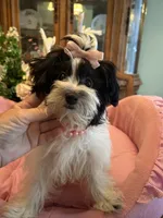 MOLLY, a female Morkie for sale in Winter Haven, FL – 7 of 10