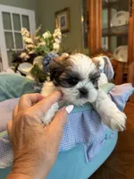HARLEY, a male Shih Tzu for sale in Winter Haven, FL – 7 of 10
