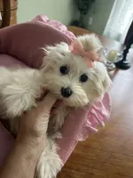 ANNIE, a female Maltese for sale in Winter Haven, FL – 5 of 10