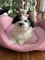 BELLA, a female Morkie for sale in Winter Haven, FL – 2 of 10
