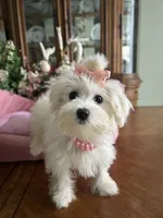 ANNIE, a female Maltese for sale in Winter Haven, FL – 9 of 10