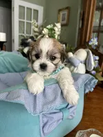 OLLIE, a male Mal Shi for sale in Winter Haven, FL – 2 of 10