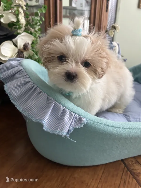 ARCHIE – Shih Tzu puppy for sale in Winter Haven, FL