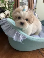 ARCHIE, a male Shih Tzu for sale in Winter Haven, FL – 1 of 10