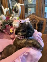 JASMINE, a female Shih Tzu for sale in Winter Haven, FL – 7 of 10
