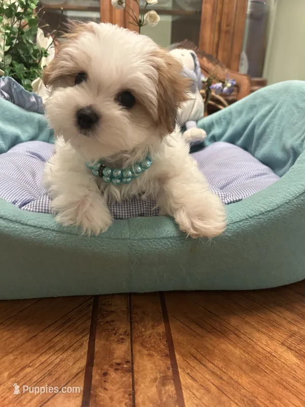 GUCCI – Morkie puppy for sale in Winter Haven, FL