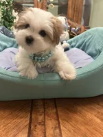 GUCCI, a male Morkie for sale in Winter Haven, FL – 1 of 10