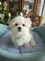 GORGEOUS MAXWELL!, a male Maltese for sale in Winter Haven, FL – 6 of 10