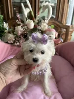 T - CUP JINNY, a female Morkie for sale in Winter Haven, FL – 4 of 10