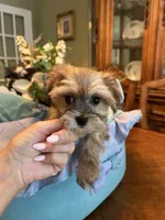 JASPER, a male Morkie for sale in Winter Haven, FL – 5 of 8