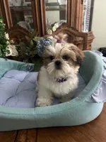BAXTER, a male Shih Tzu for sale in Winter Haven, FL – 10 of 10