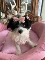 SASHA, a female Morkie for sale in Winter Haven, FL – 8 of 10
