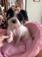 BIANCA, a female Morkie for sale in Winter Haven, FL – 4 of 10