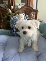 MISHKA, a male Morkie for sale in Winter Haven, FL – Photo 6 of 10