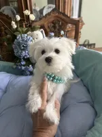 MISHKA, a male Morkie for sale in Winter Haven, FL – Photo 3 of 10