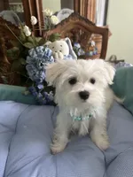 MISHKA, a male Morkie for sale in Winter Haven, FL – Photo 4 of 10