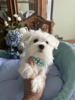 MISHKA, a male Morkie for sale in Winter Haven, FL – Photo 1 of 10