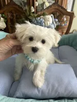 MISHKA, a male Morkie for sale in Winter Haven, FL – Photo 9 of 10