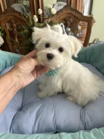 MISHKA, a male Morkie for sale in Winter Haven, FL – Photo 7 of 10