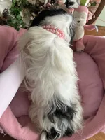 BELLA, a female Morkie for sale in Winter Haven, FL – 9 of 10