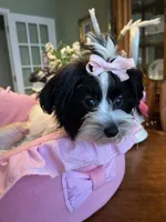 MOLLY, a female Morkie for sale in Winter Haven, FL – 1 of 10