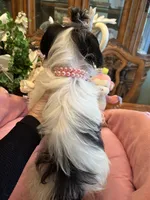 MOLLY, a female Morkie for sale in Winter Haven, FL – 6 of 10