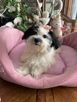 BELLA, a female Morkie for sale in Winter Haven, FL – 3 of 10
