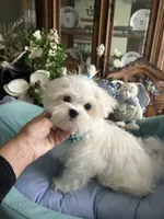 GORGEOUS MAXWELL!, a male Maltese for sale in Winter Haven, FL – 7 of 10