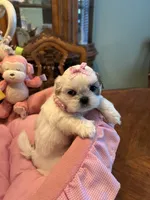 HAZEL, a female Shih Tzu for sale in Winter Haven, FL – 2 of 8