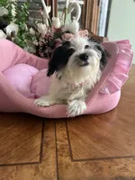 BELLA, a female Morkie for sale in Winter Haven, FL – 8 of 10