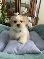 ARCHIE, a male Shih Tzu for sale in Winter Haven, FL – 8 of 10