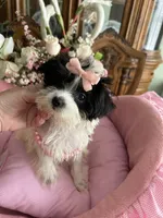 SASHA, a female Morkie for sale in Winter Haven, FL – 3 of 10