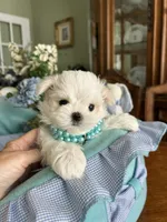 GABRIELLE, JR, a male Maltese for sale in Winter Haven, FL – 10 of 10