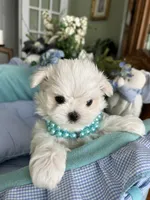 GABRIELLE, JR, a male Maltese for sale in Winter Haven, FL – 2 of 10