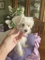 JASPER, a male Morkie for sale in Winter Haven, FL – 5 of 10