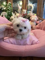 ANGELICA, a female Maltese for sale in Winter Haven, FL – 3 of 9
