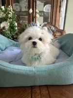 GORGEOUS MAXWELL!, a male Maltese for sale in Winter Haven, FL – 5 of 10