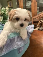 GUCCI, a male Morkie for sale in Winter Haven, FL – 6 of 10