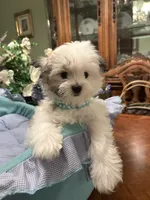 GIOVANNI, a male Morkie for sale in Winter Haven, FL – 3 of 8