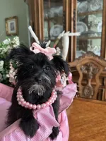 LUCY, a female Morkie for sale in Winter Haven, FL – 3 of 10