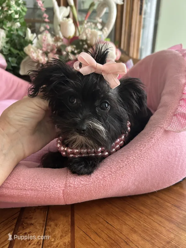 LUCY – Morkie puppy for sale in Winter Haven, FL