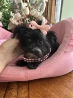 LUCY, a female Morkie for sale in Winter Haven, FL – 1 of 10