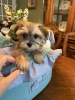 JASPER, a male Morkie for sale in Winter Haven, FL – 7 of 8