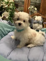 GIOVANNI, a male Morkie for sale in Winter Haven, FL – 7 of 8
