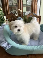 Max, a male Mal Shi for sale in Winter Haven, FL – Photo 2 of 8