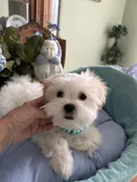 Max, a male Mal Shi for sale in Winter Haven, FL – Photo 4 of 8